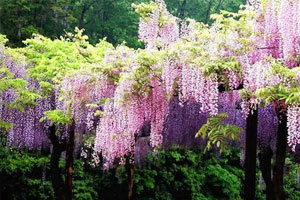 青岛周边赏花（威海篇）